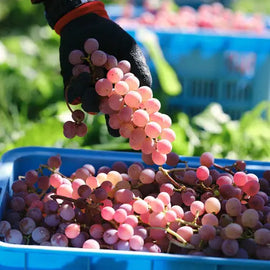 Suntory 登美之丘甲州 2019 750ml 日本產白酒